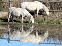 parcnature15  Réserve naturelle Empuriabrava : Réserve naturelle<br>Empuriabrava