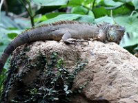 Butterfly Park  Butterfly Park – Parc i refugi d'animals exòtics : Mandel United, Mandel, Izegem, Francs Borains