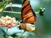 Butterfly Park  Butterfly Park – Parc i refugi d'animals exòtics : Mandel United, Mandel, Izegem, Francs Borains