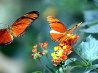 Butterfly Park  Butterfly Park – Parc i refugi d'animals exòtics : Mandel United, Mandel, Izegem, Francs Borains