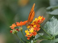 Butterfly Park  Butterfly Park – Parc i refugi d'animals exòtics : Mandel United, Mandel, Izegem, Francs Borains