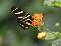 Butterfly Park  Butterfly Park – Parc i refugi d'animals exòtics : Mandel United, Mandel, Izegem, Francs Borains