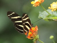 Butterfly Park  Butterfly Park – Parc i refugi d'animals exòtics : Mandel United, Mandel, Izegem, Francs Borains