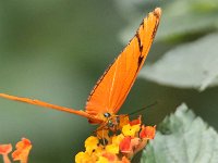 Butterfly Park  Butterfly Park – Parc i refugi d'animals exòtics : Mandel United, Mandel, Izegem, Francs Borains