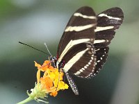 Butterfly Park  Butterfly Park – Parc i refugi d'animals exòtics : Mandel United, Mandel, Izegem, Francs Borains