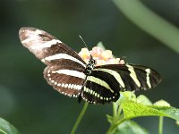 Butterfly Park  Butterfly Park – Parc i refugi d'animals exòtics : Mandel United, Mandel, Izegem, Francs Borains