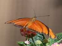 Butterfly Park  Butterfly Park – Parc i refugi d'animals exòtics : Mandel United, Mandel, Izegem, Francs Borains