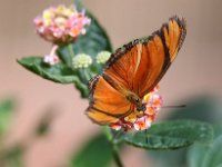 Butterfly Park  Butterfly Park – Parc i refugi d'animals exòtics : Mandel United, Mandel, Izegem, Francs Borains