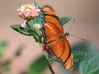 Butterfly Park  Butterfly Park – Parc i refugi d'animals exòticss : Mandel United, Mandel, Izegem, Francs Borains