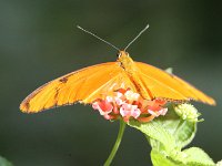 Butterfly Park  Butterfly Park – Parc i refugi d'animals exòtics : Mandel United, Mandel, Izegem, Francs Borains