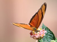 Butterfly Park  Butterfly Park – Parc i refugi d'animals exòtics : Mandel United, Mandel, Izegem, Francs Borains