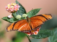 Butterfly Park  Butterfly Park – Parc i refugi d'animals exòtics : Mandel United, Mandel, Izegem, Francs Borains