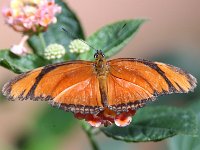 Butterfly Park  Butterfly Park – Parc i refugi d'animals exòtics : Mandel United, Mandel, Izegem, Francs Borains