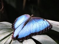 Butterfly Park  Butterfly Park – Parc i refugi d'animals exòtics : Mandel United, Mandel, Izegem, Francs Borains