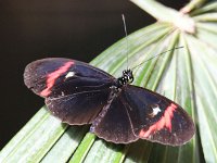 Butterfly Park  Butterfly Park – Parc i refugi d'animals exòtics : Mandel United, Mandel, Izegem, Francs Borains