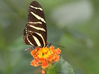 Butterfly Park  Butterfly Park – Parc i refugi d'animals exòtics : Mandel United, Mandel, Izegem, Francs Borains