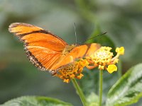 Butterfly Park  Butterfly Park – Parc i refugi d'animals exòtics : Mandel United, Mandel, Izegem, Francs Borains