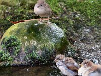 moineau