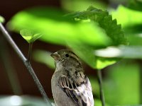 moineau3