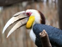 toucan